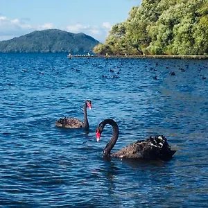 Gemini , Rotorua New Zealand